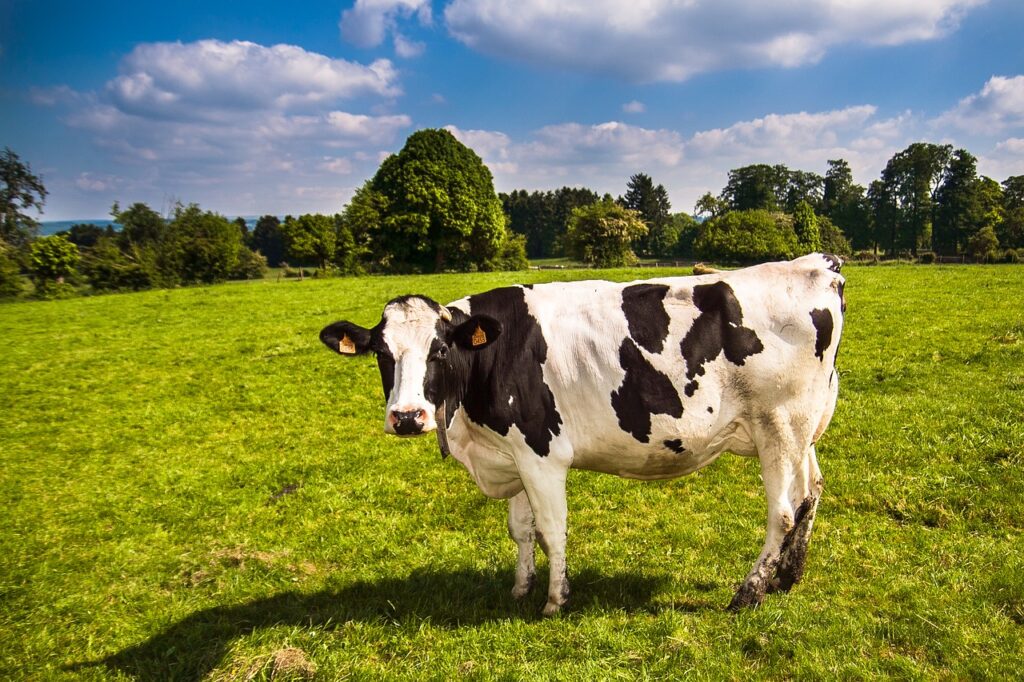 Dairy Cow looks at camera while standing in a grassy field under a blue sky.